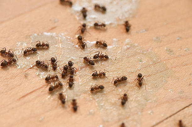 Wasp Removal Services in South Sarasota, FL